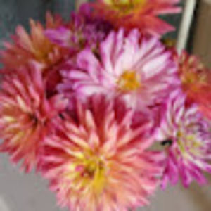 Meet your Posher, Denise